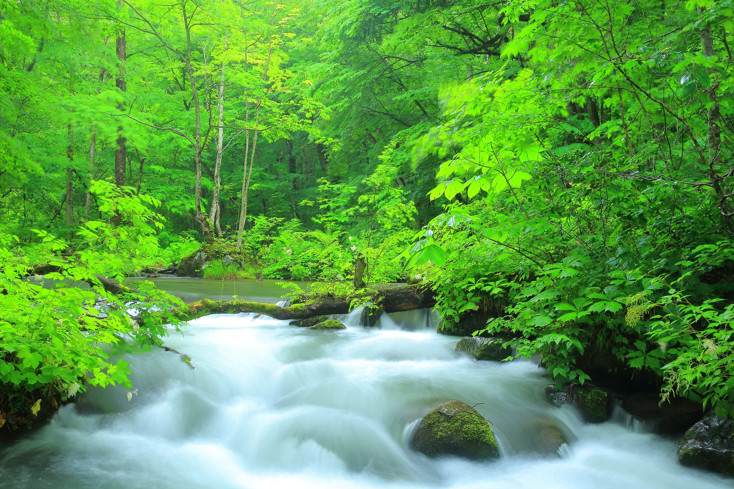 Oirase Keiryū Schlucht