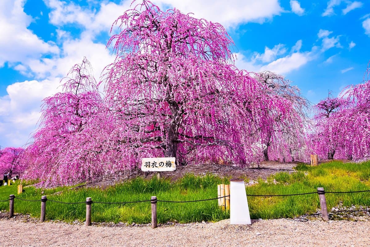 Suzuka Forest Garden cover image