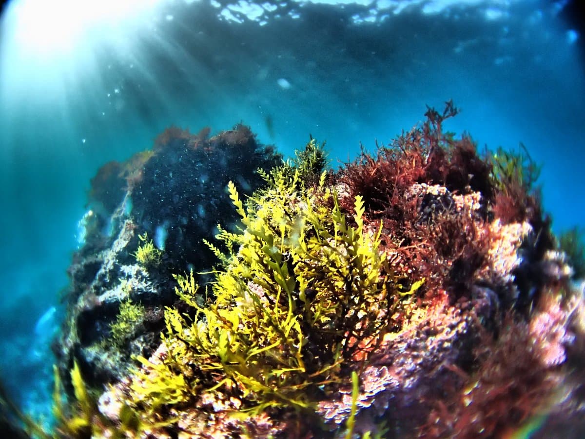 Izu Oceanic Park Tauchzentrum - I.O.P.