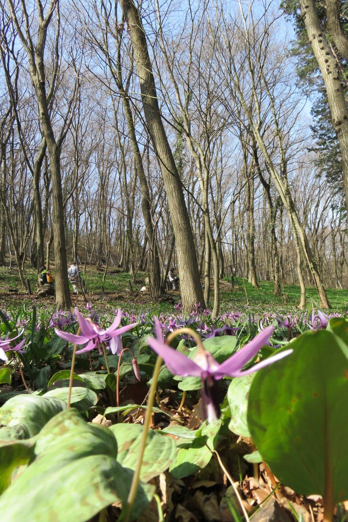 Manyo Naturpark Katakuri no Sato