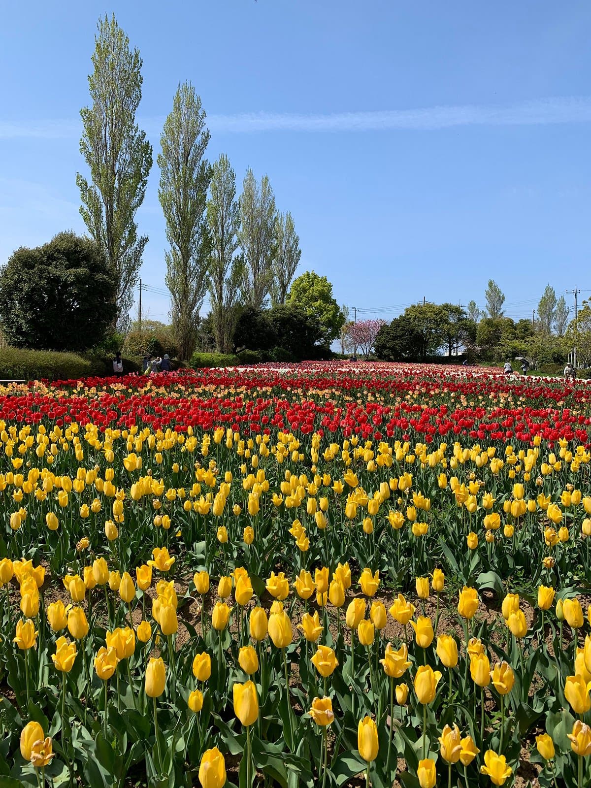 Wada Park cover image