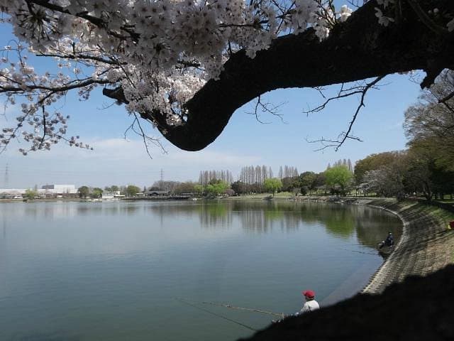 Kuki Shobu Park cover image