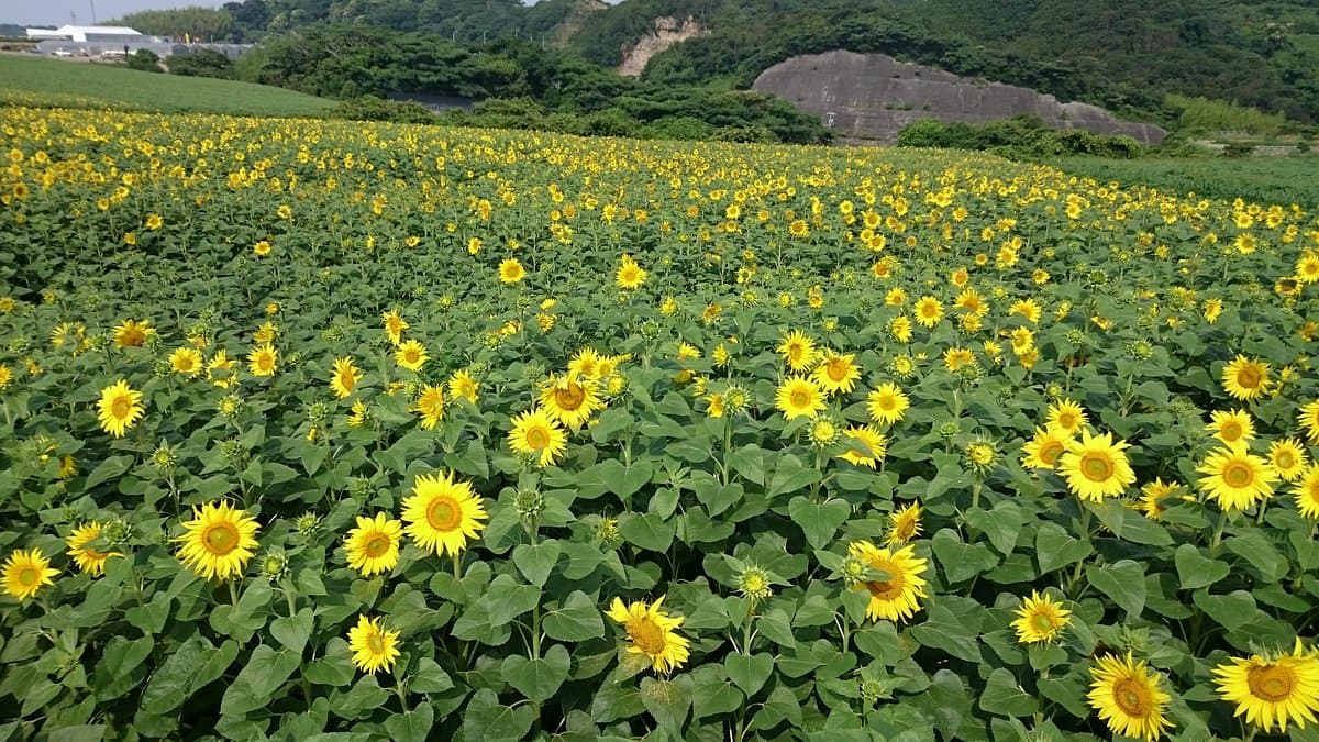 Hanahiroba