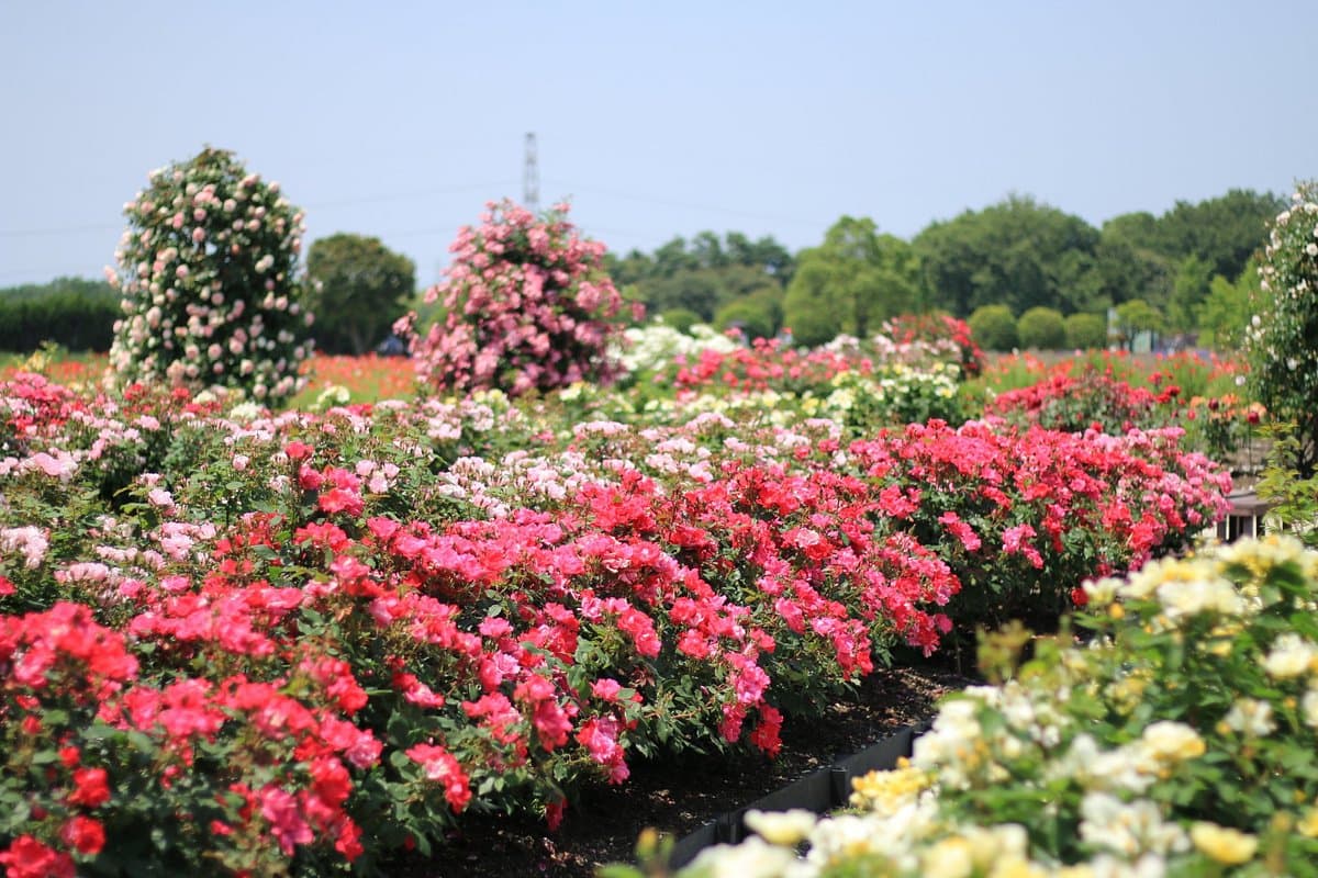 Izumi Recycle Environment Park cover image