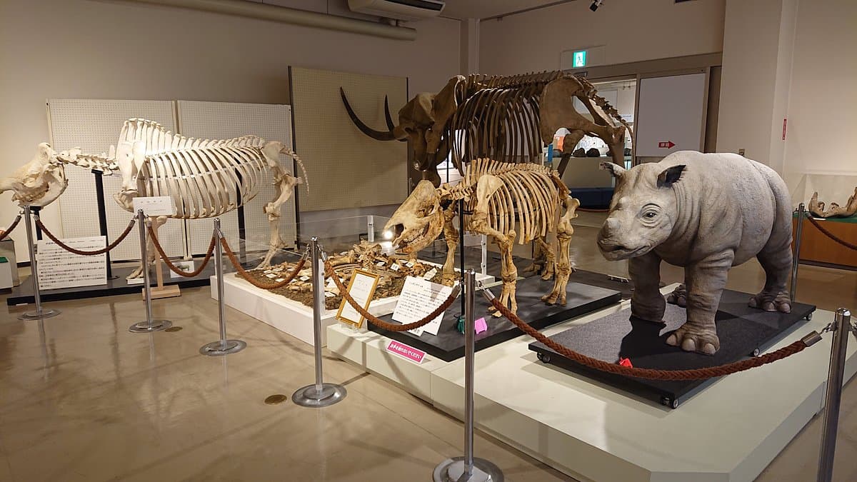 Kuzuu Fossil Museum cover image