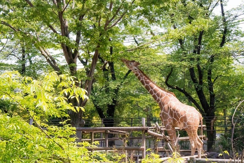 Hamura Zoo cover image