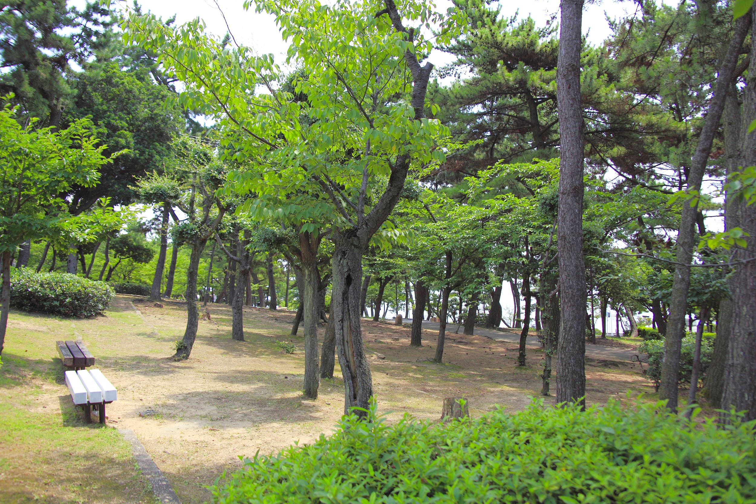 Sumaura Park cover image