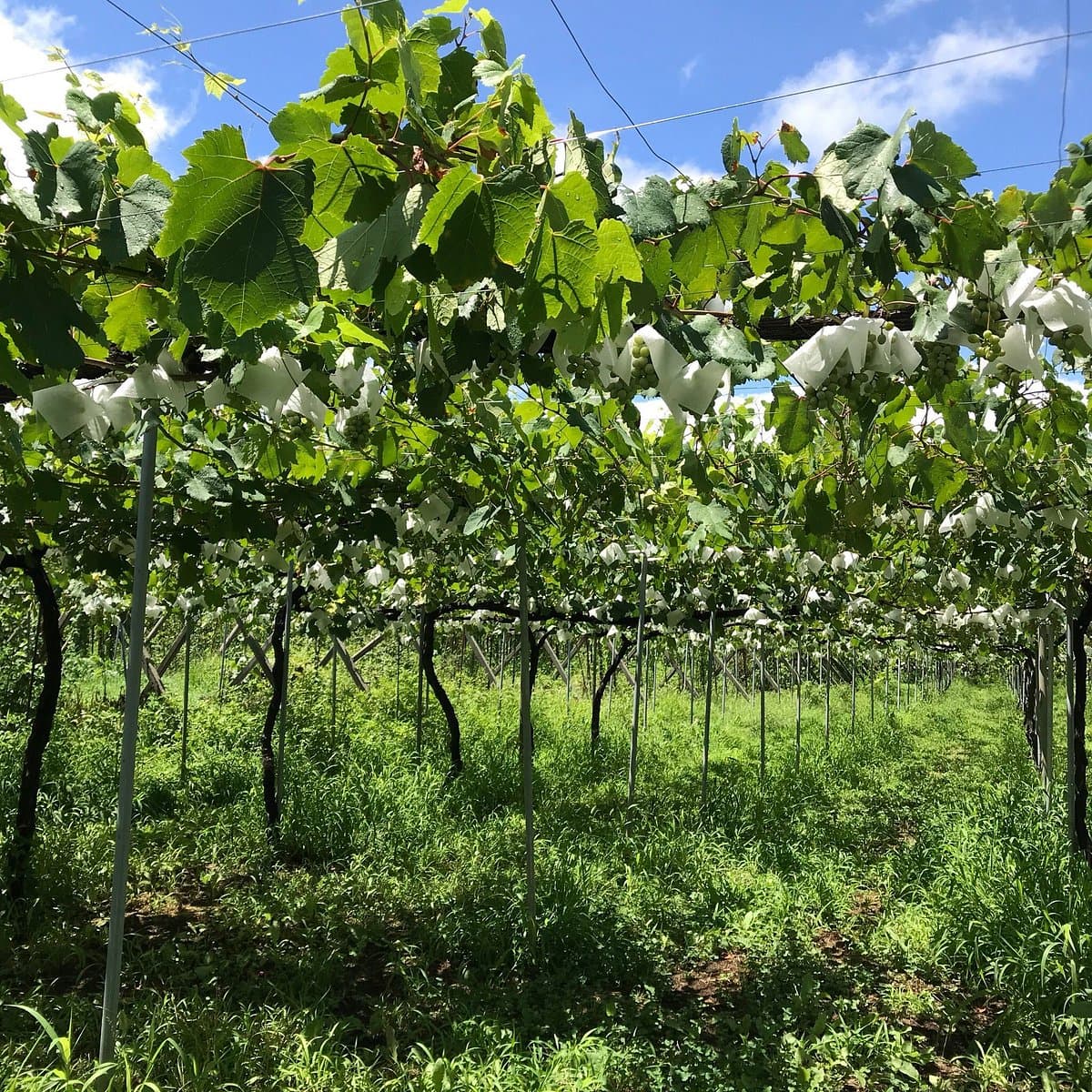 Katsunuma Weinkellerei