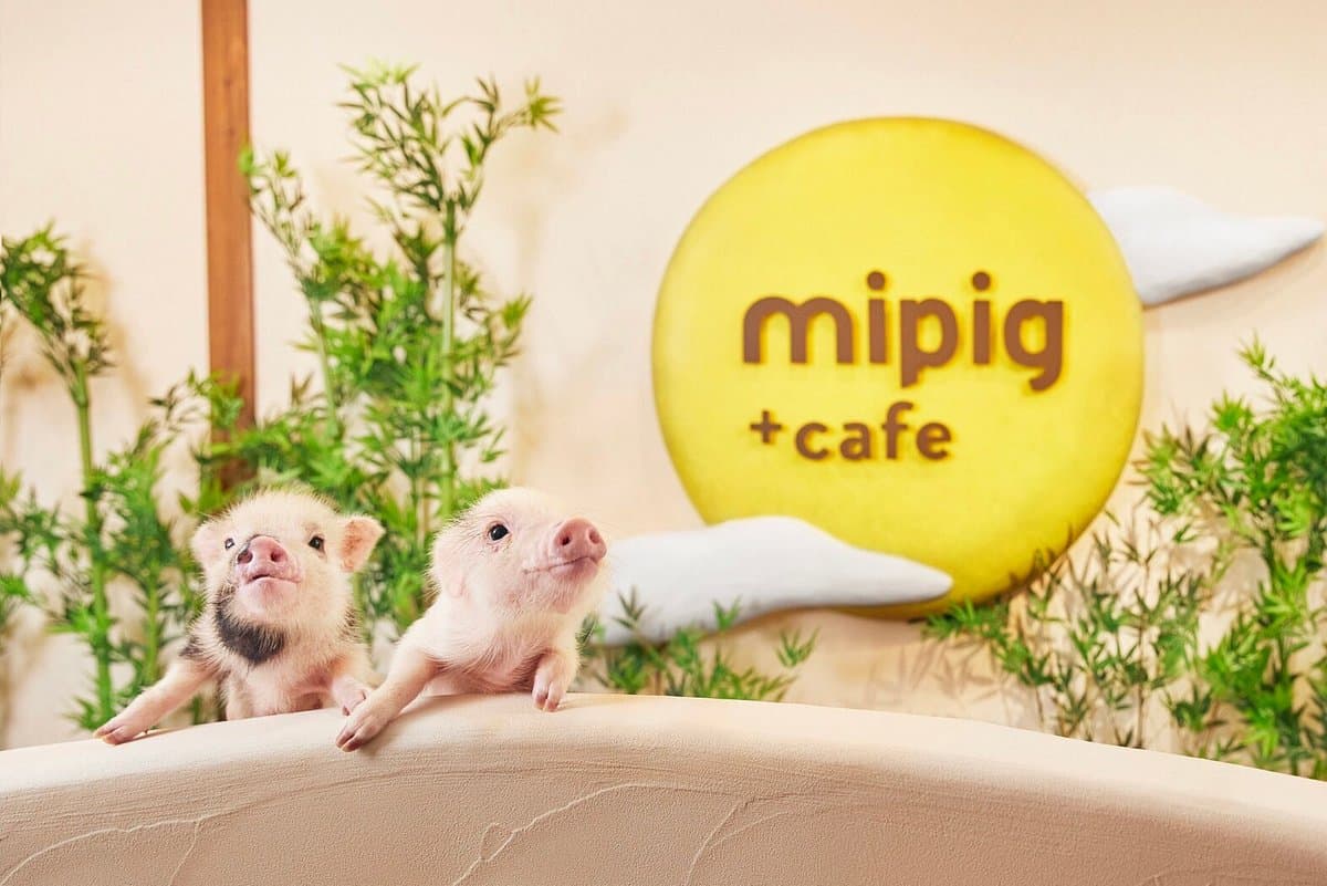 Mipig Café Kyoto