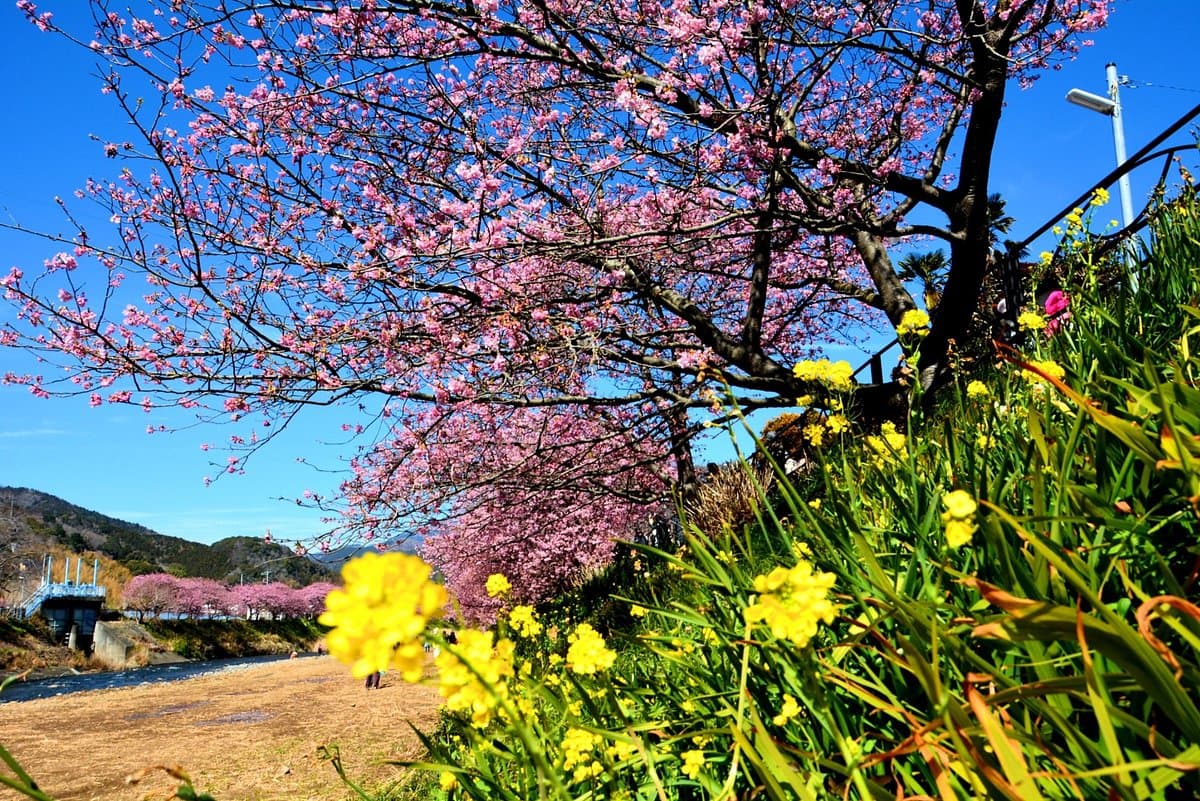 Kawazuzakura-Festival