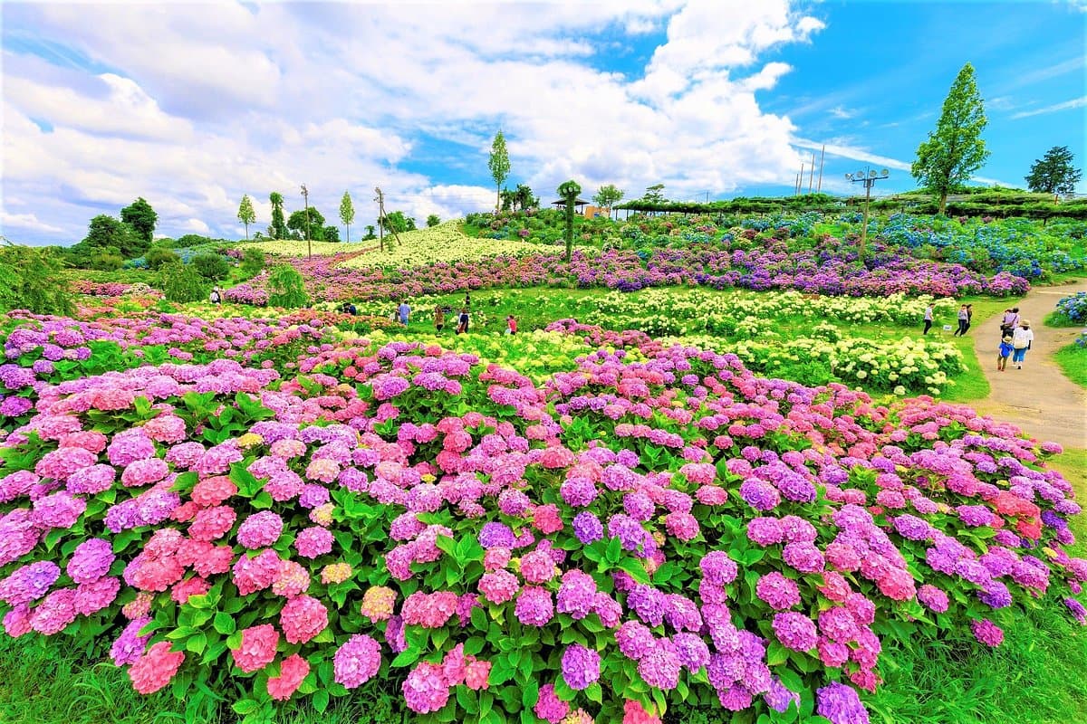 Kazahayanosato -Kappa No Furusato- cover image