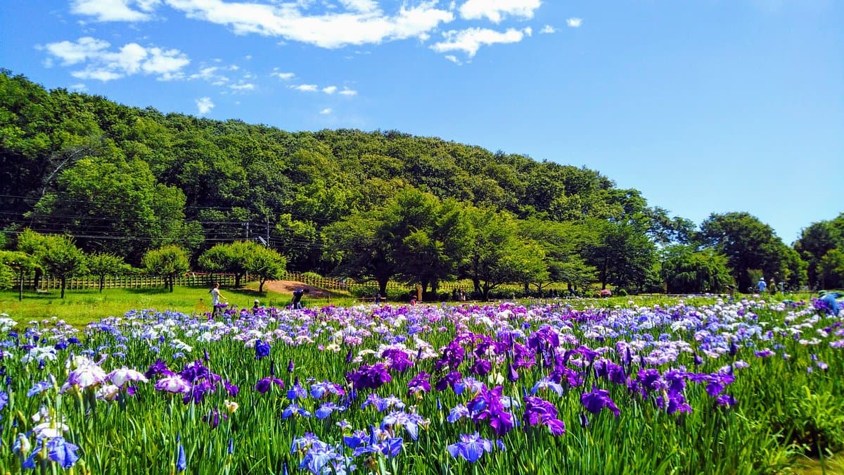 Kitayama Park