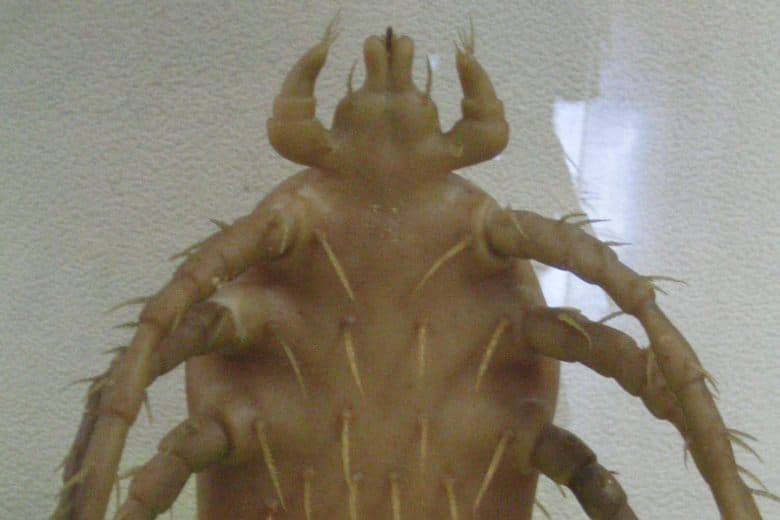 Meguro Parasitologisches Museum