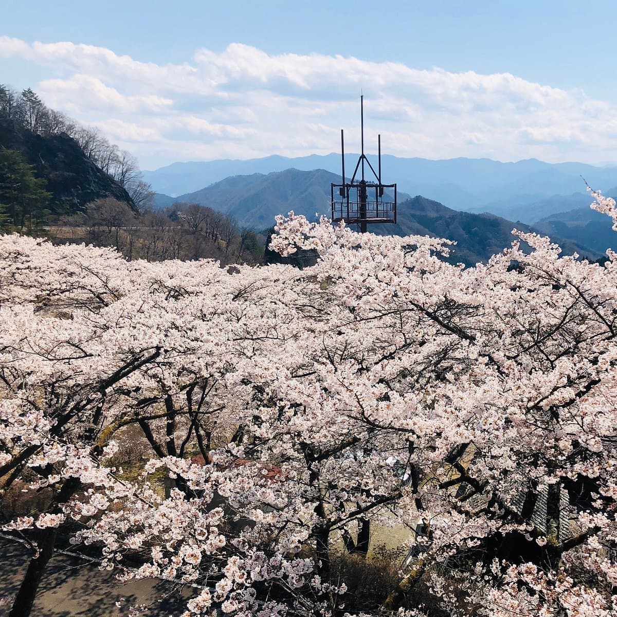 Sakura no Sato