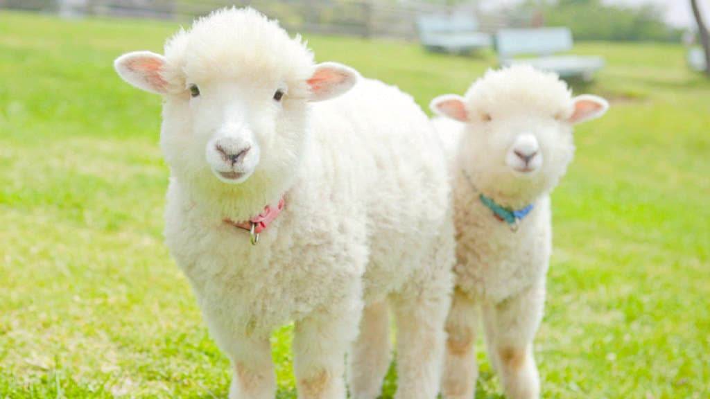 Mother Farm cover image