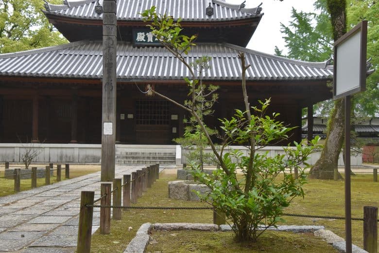 Japan’s First Tea Tree cover image