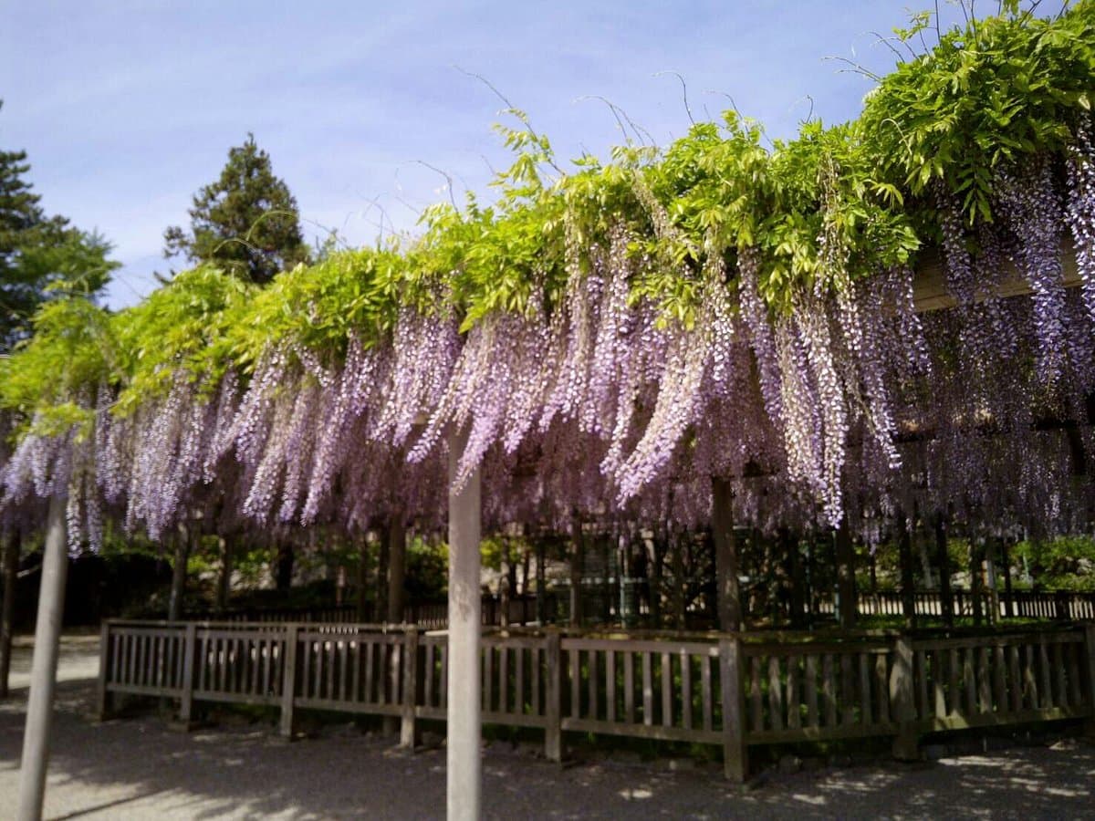Burgruine Matsusaka
