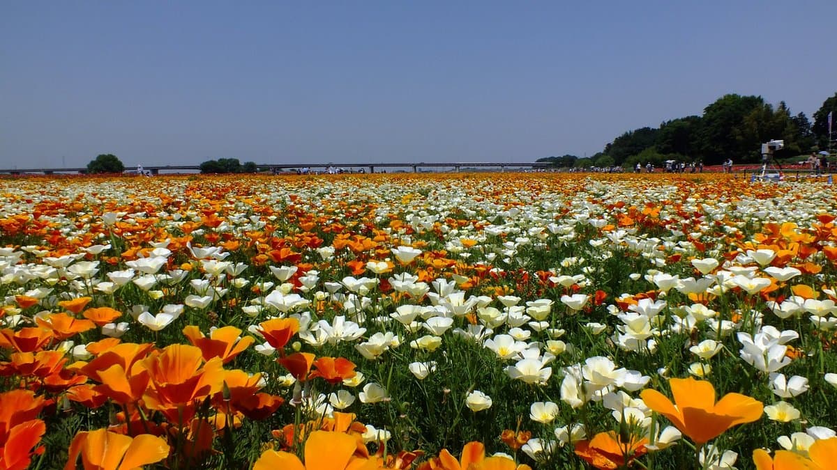 Mohn Glücklicher Platz
