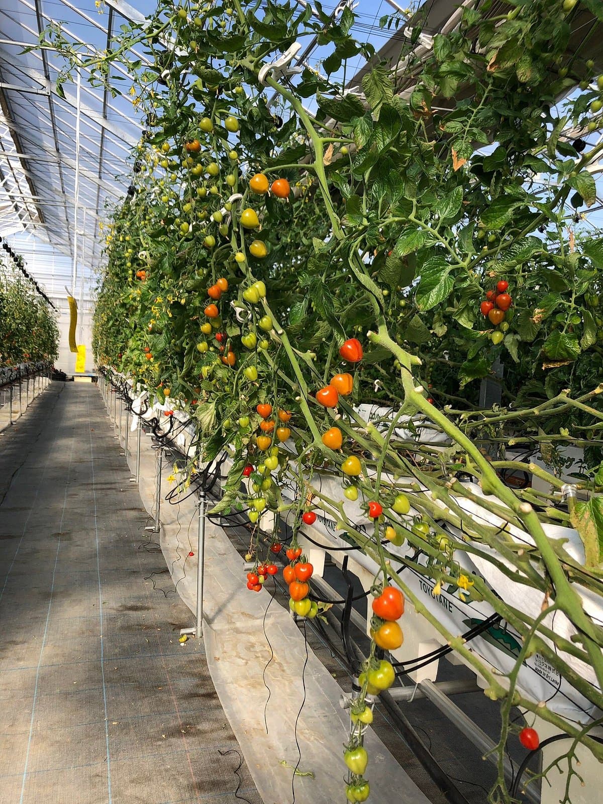 Kamisato Erdbeer- und Tomatenfarm