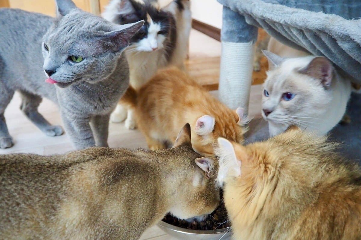 Katzen- und Tiercafé Noah's Ark