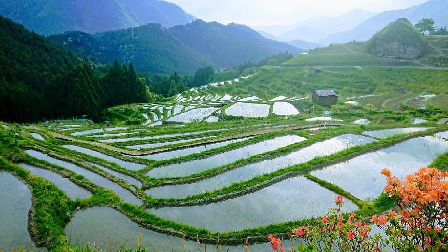 Maruyama Senmaida