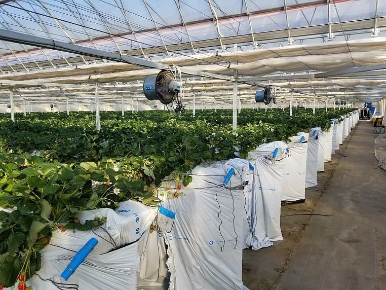 Suda Strawberry Farm cover image