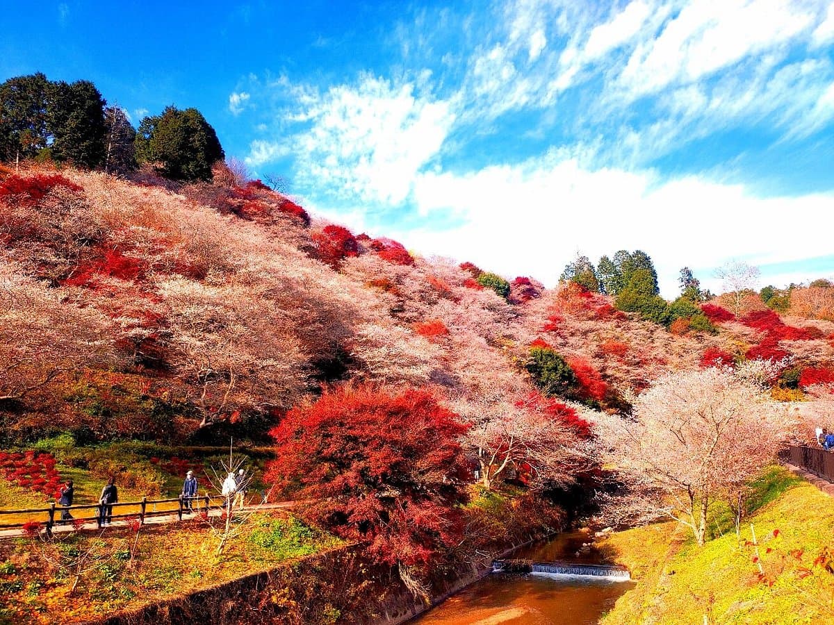 Obara Fureai Park / Shikizakura cover image