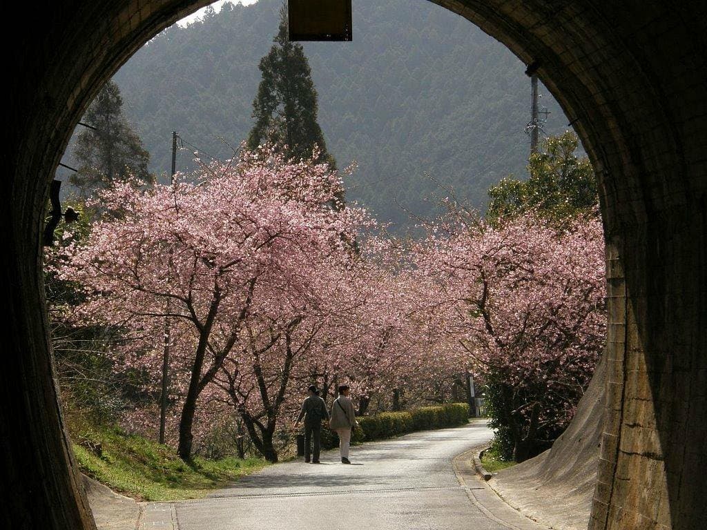 Kawatsu Kirschblütenallee (Shinshiro)