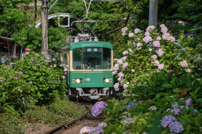 Der Hortensienzug