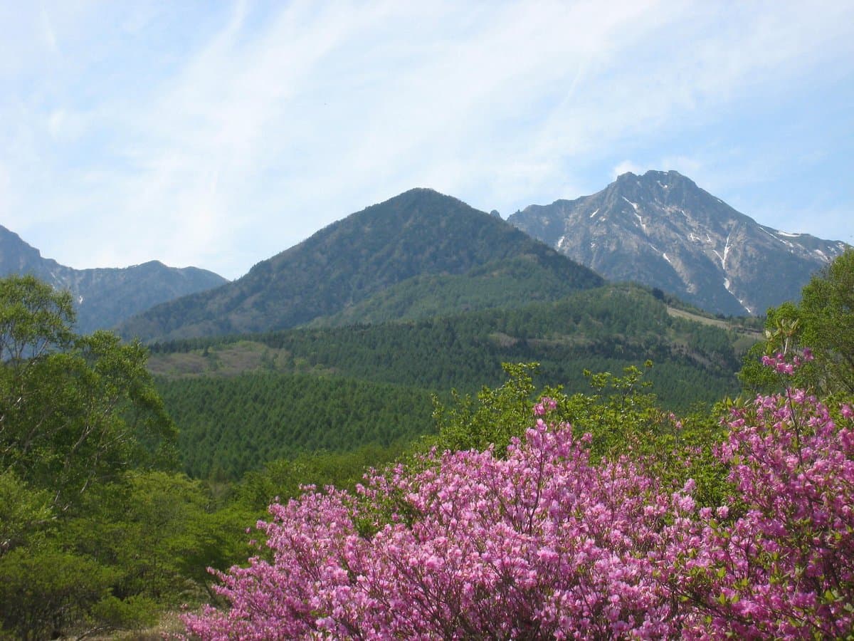 Wald Utsukushinomori